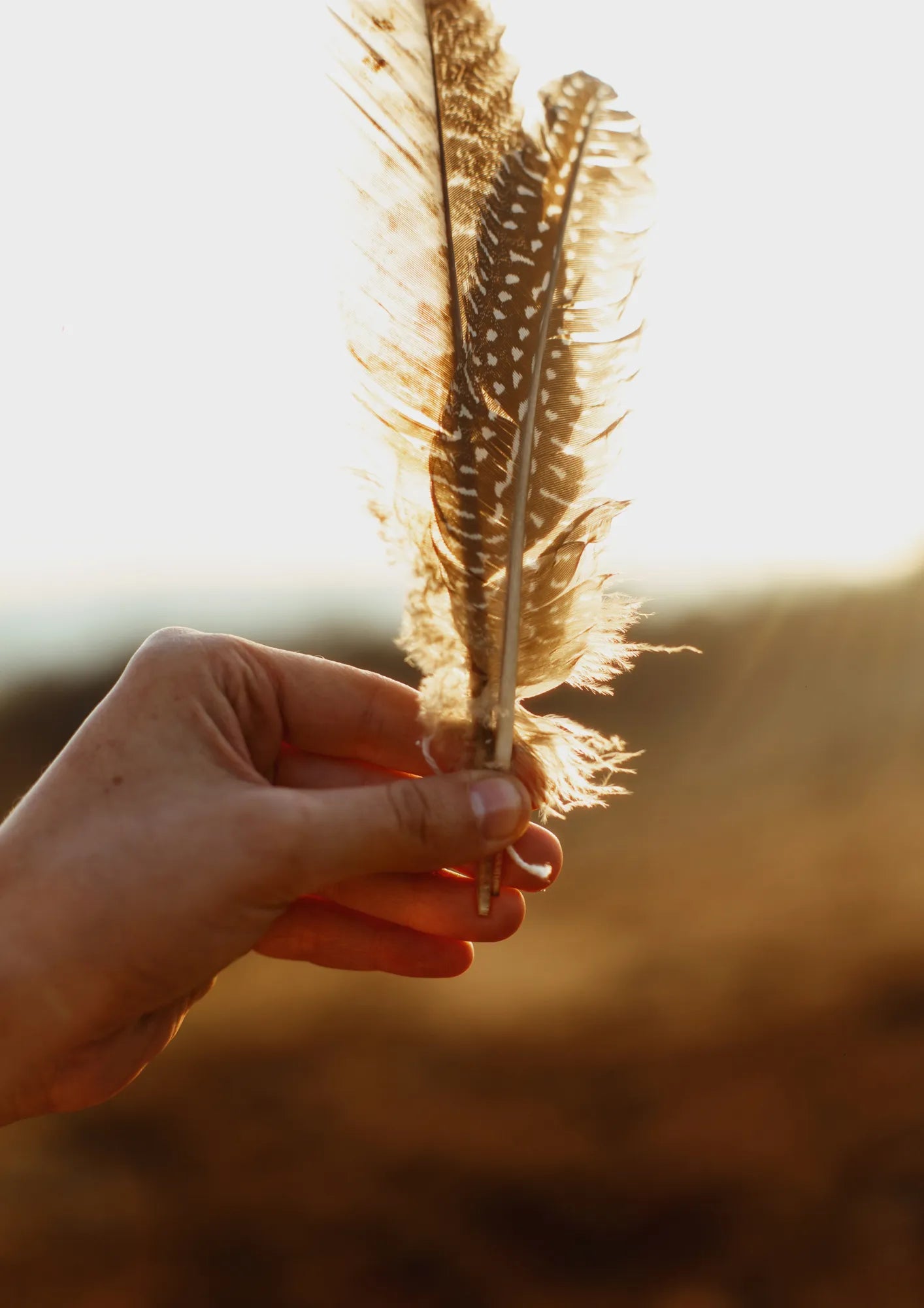 Złote Pióro w Promieniach Słońca Plakat