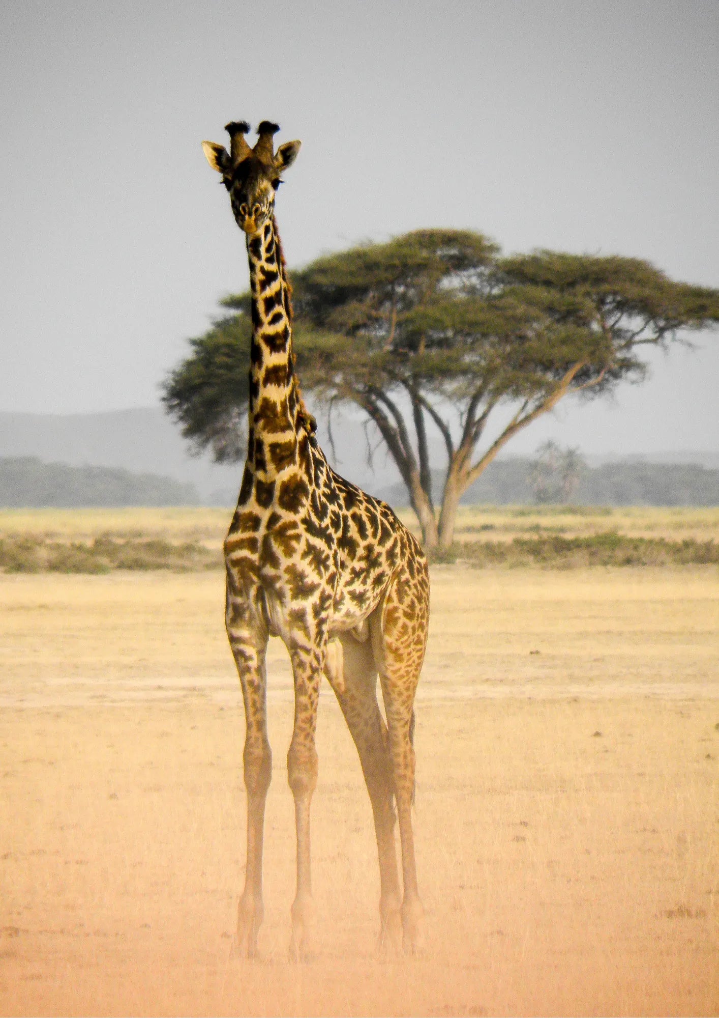 Żyrafa na Afrykańskiej Sawannie Plakat