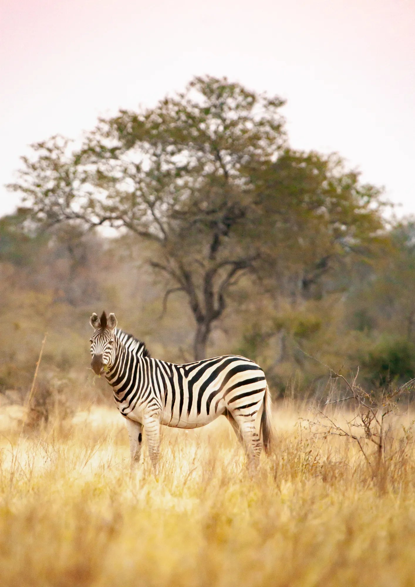 Zebra na Sawannie o Świcie Plakat