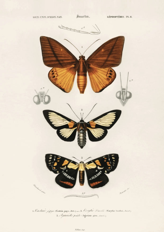 Vintage Motyle Plakat