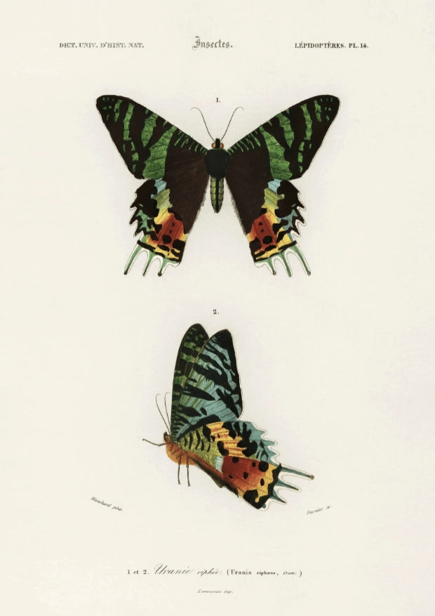 Motyle w Żywych Kolorach Plakat