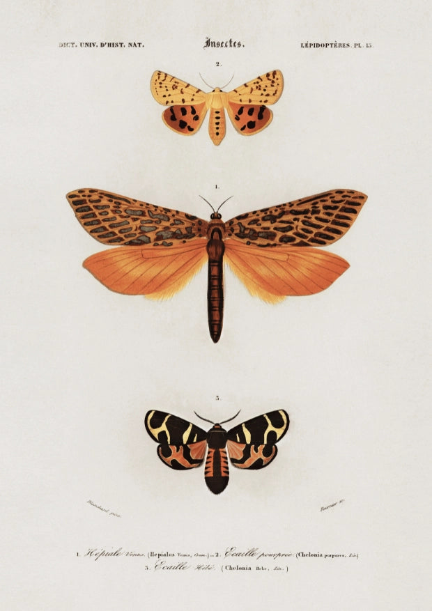 Motyle Pomarańczowe Plakat