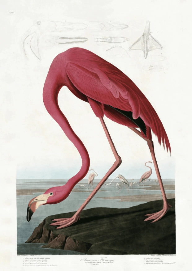 Różowy Flaming na Wybrzeżu Plakat