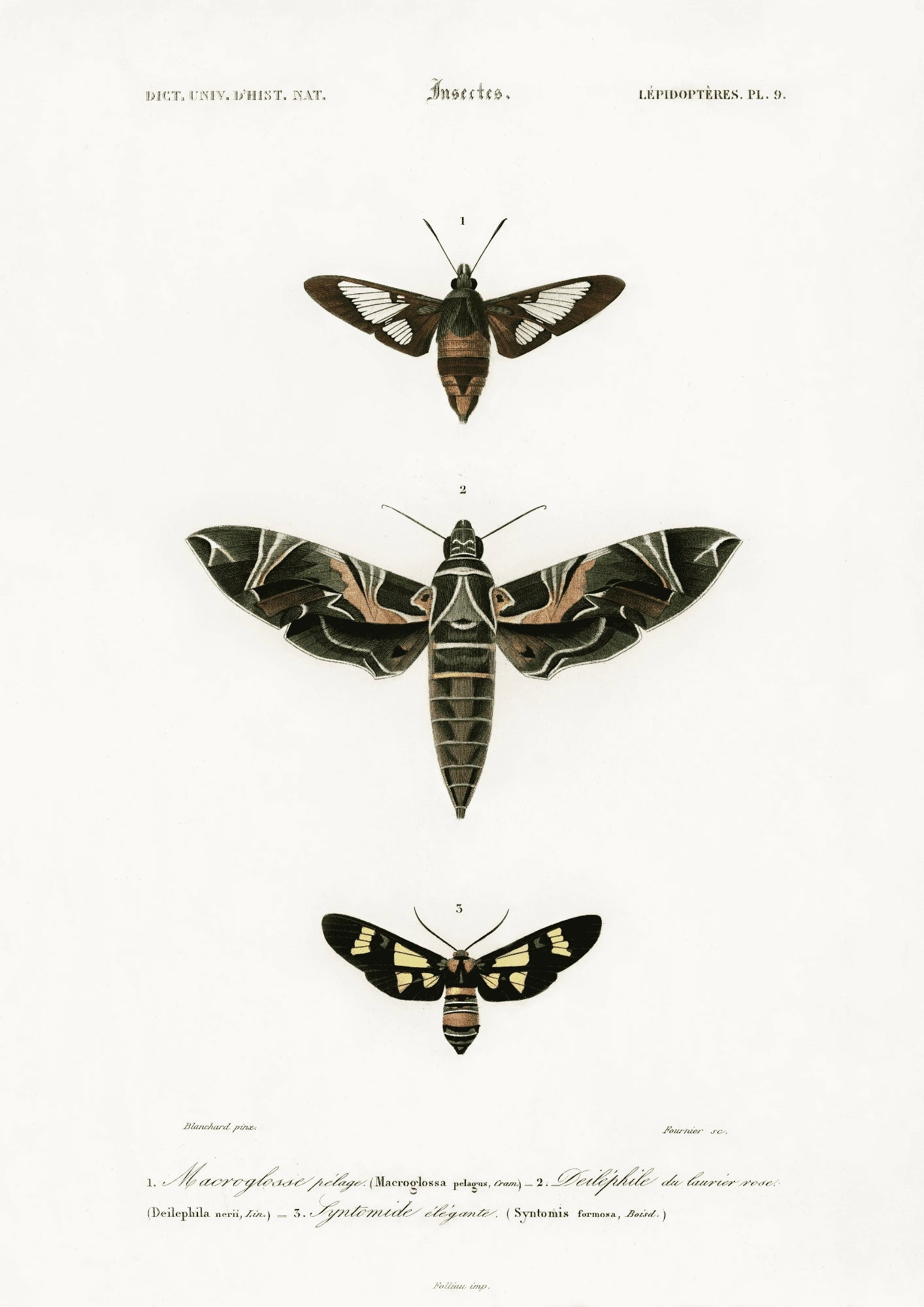 Vintage Motyle Ilustracja Plakat