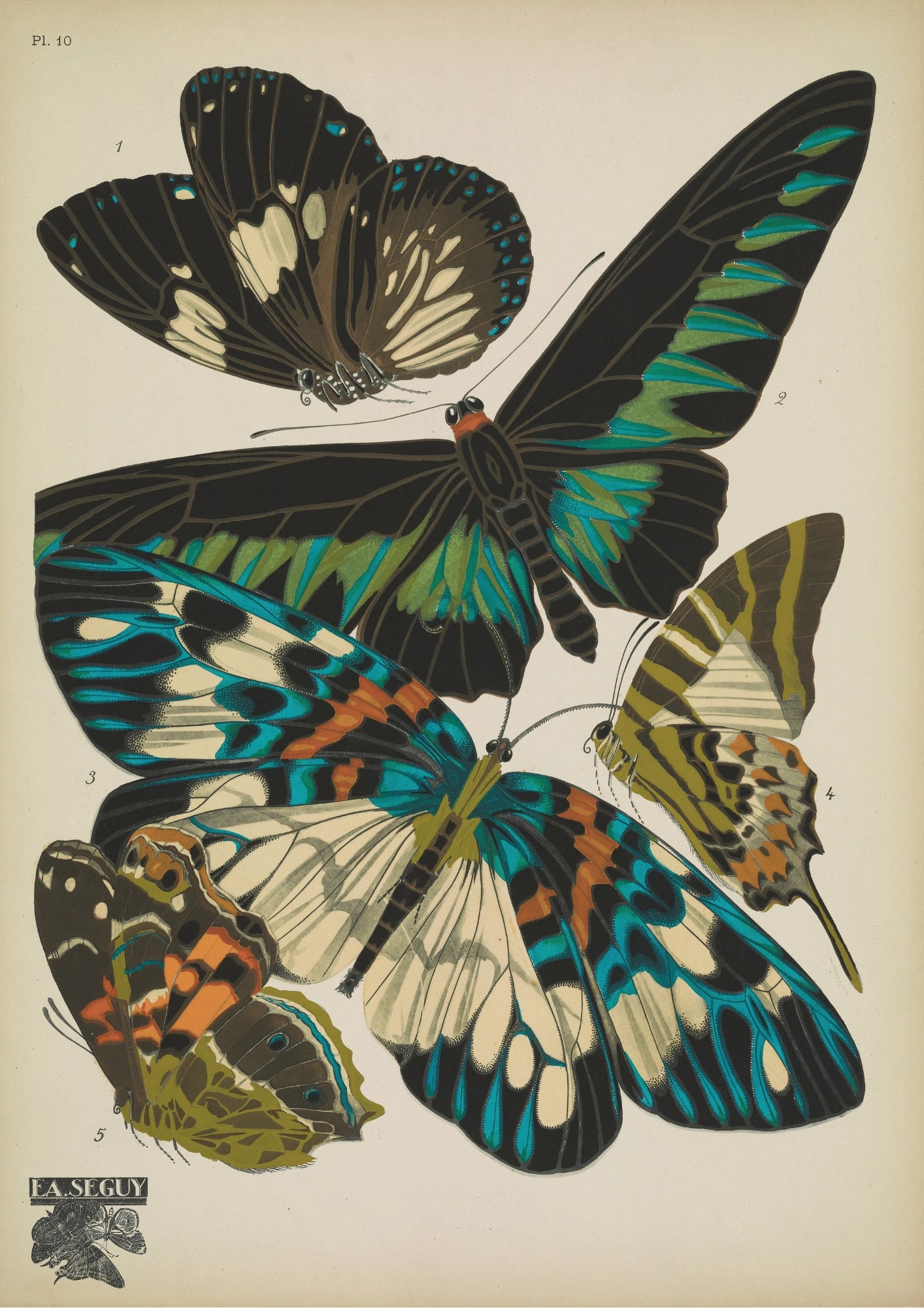 Kolorowe Motyle Seguy Plakat