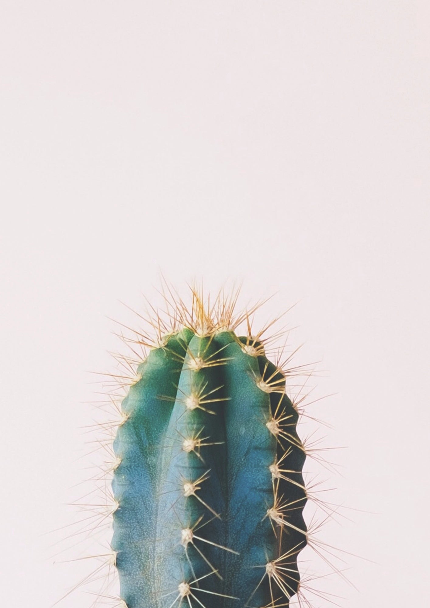 Spokój Pustynnego Kaktusa Plakat