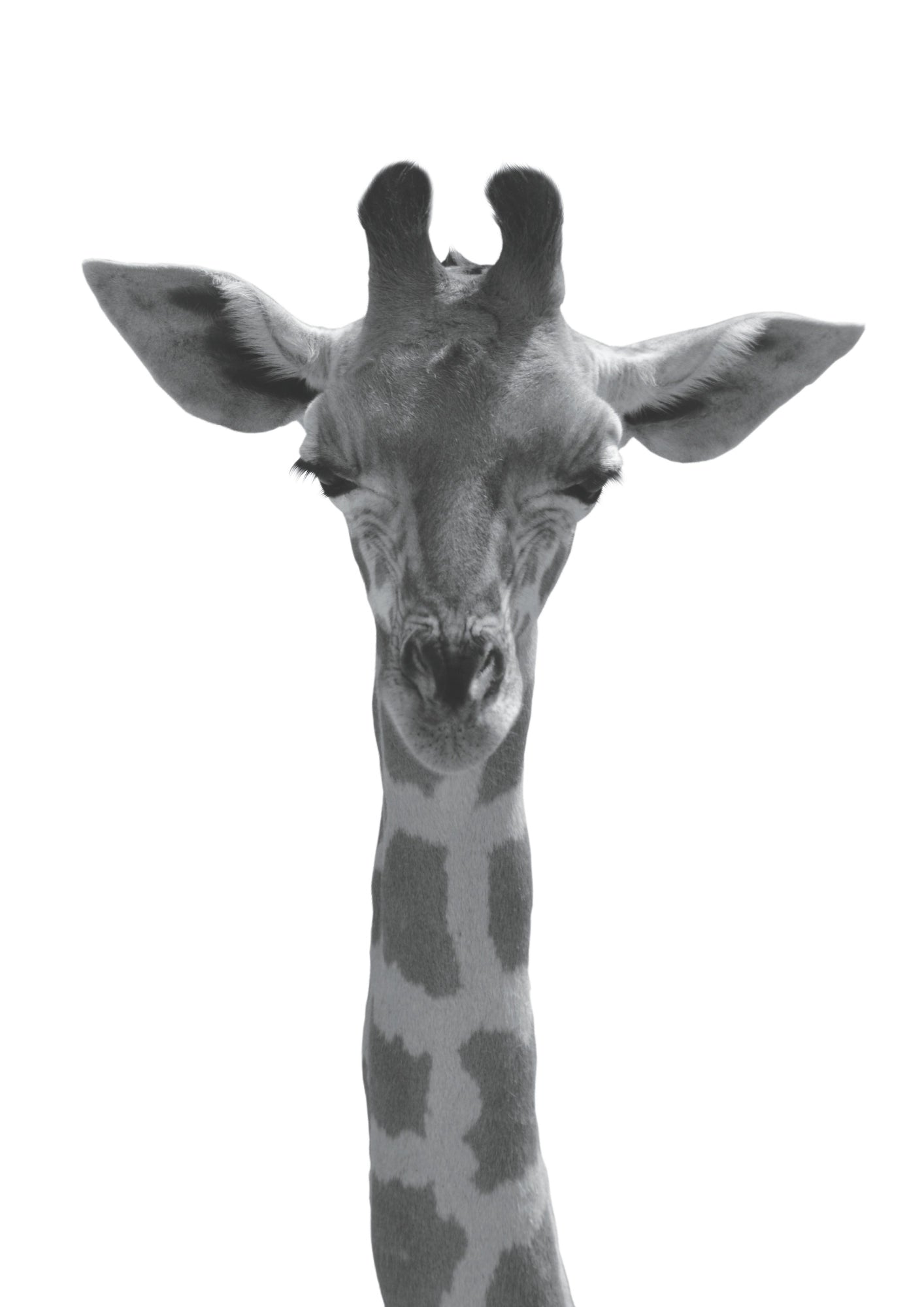 Czarno-Biała Żyrafa Art Plakat