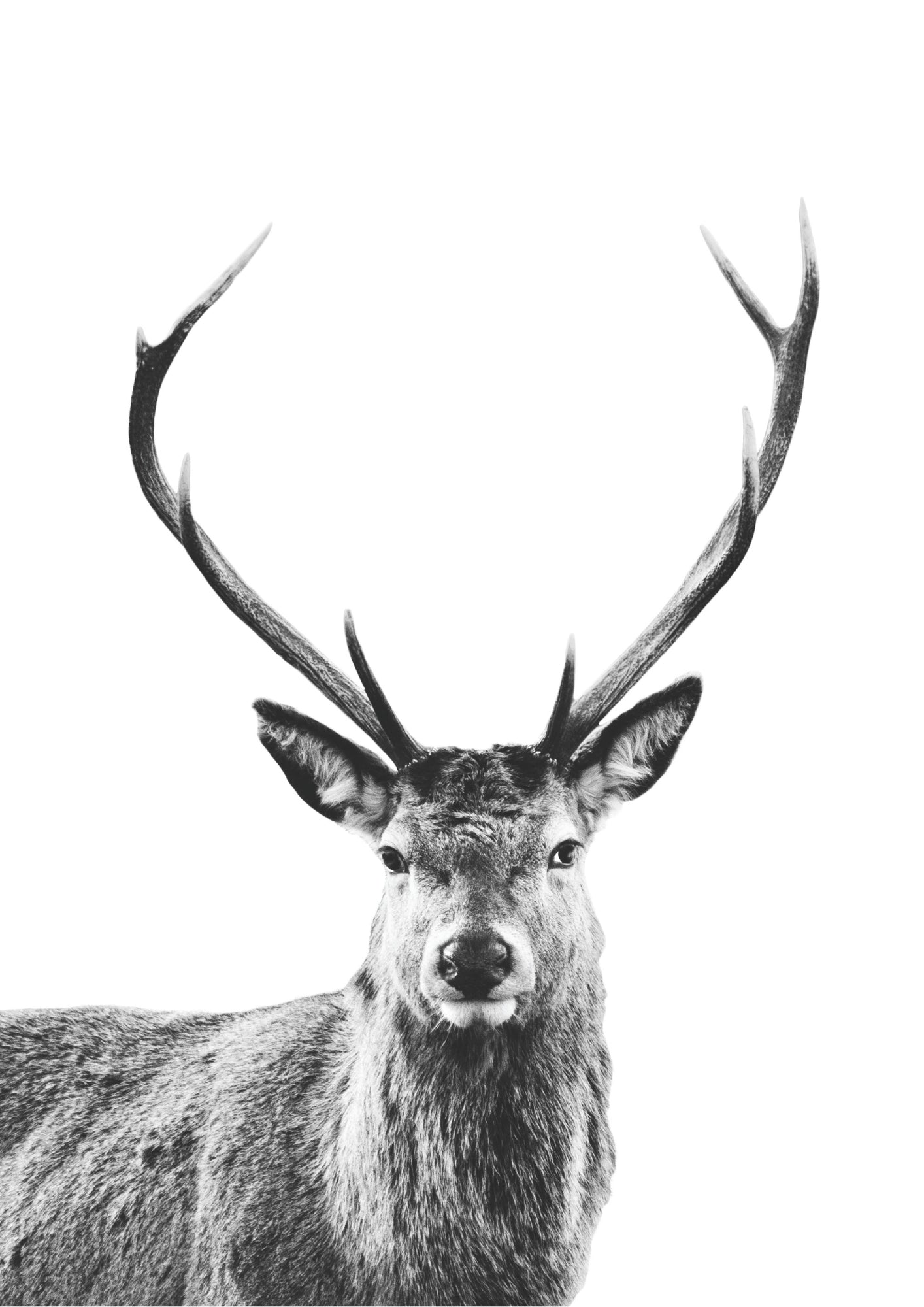 Natura Dzikości Leśny Jeleń Plakat