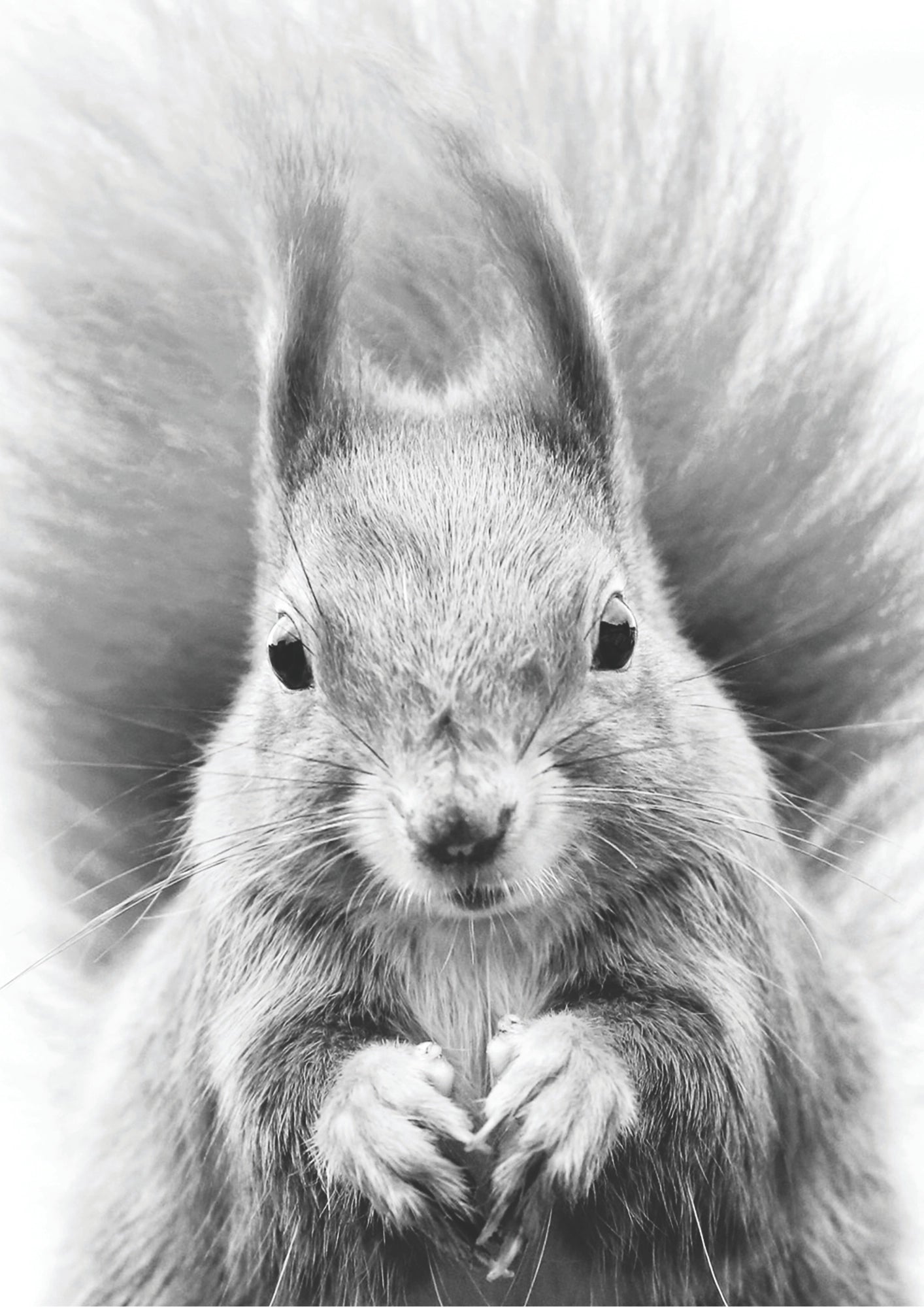 Urocza Wiewiórka Z Bliska Plakat