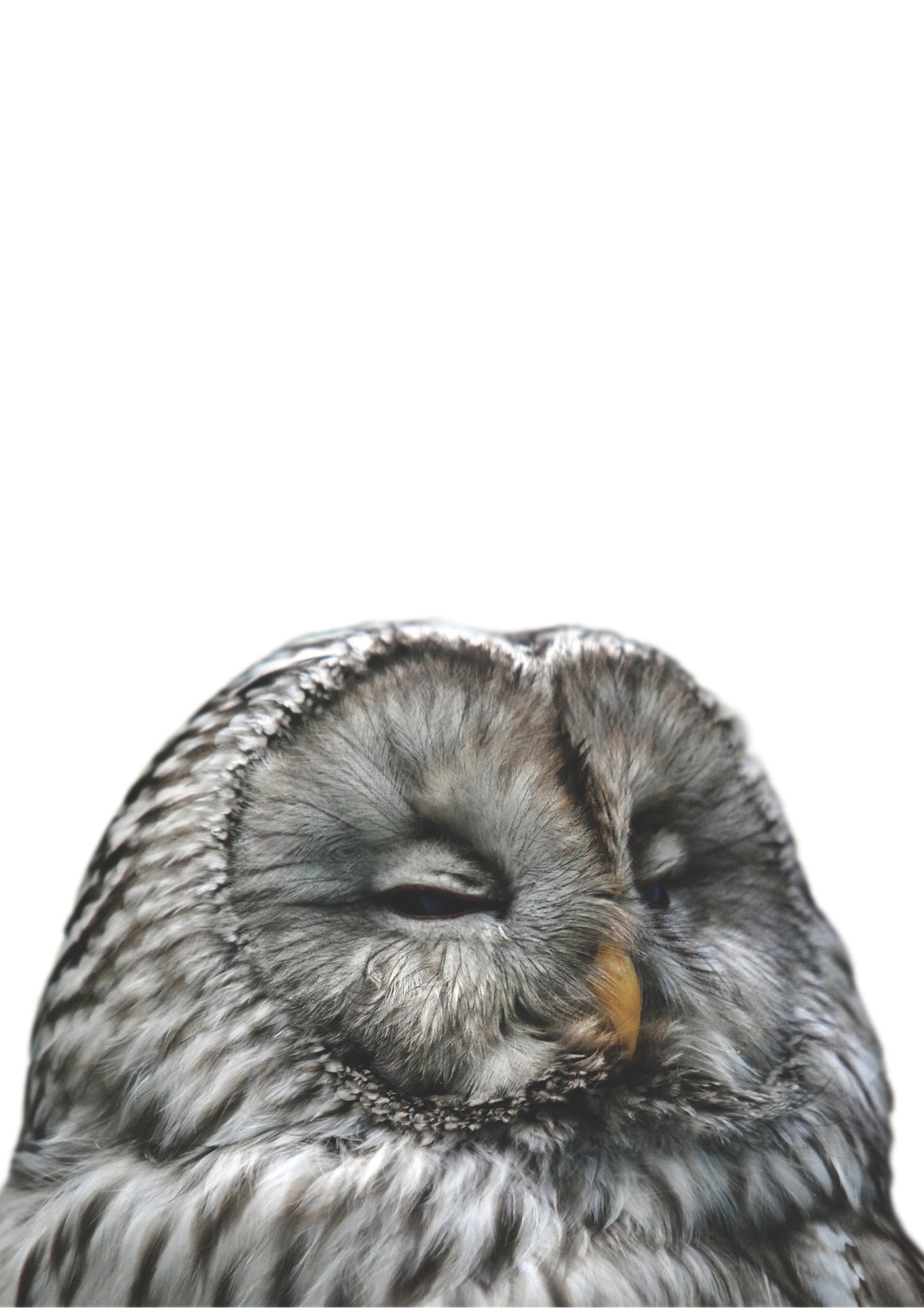 Senny Puchacz Naturalny Plakat