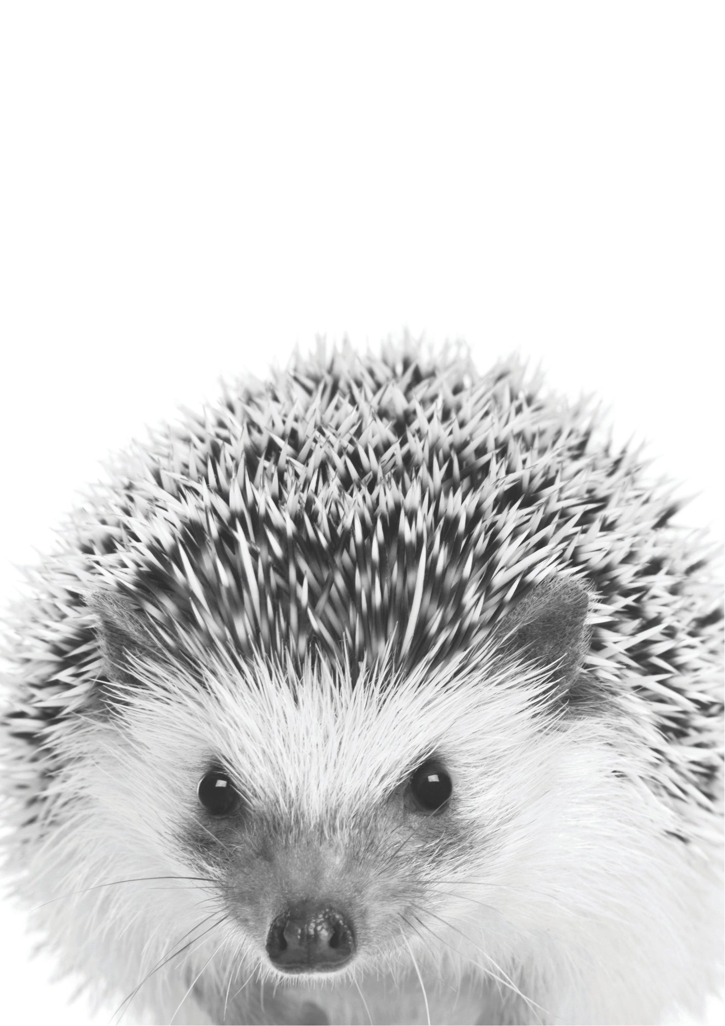 Jeżyk w Kapeluszu Plakat