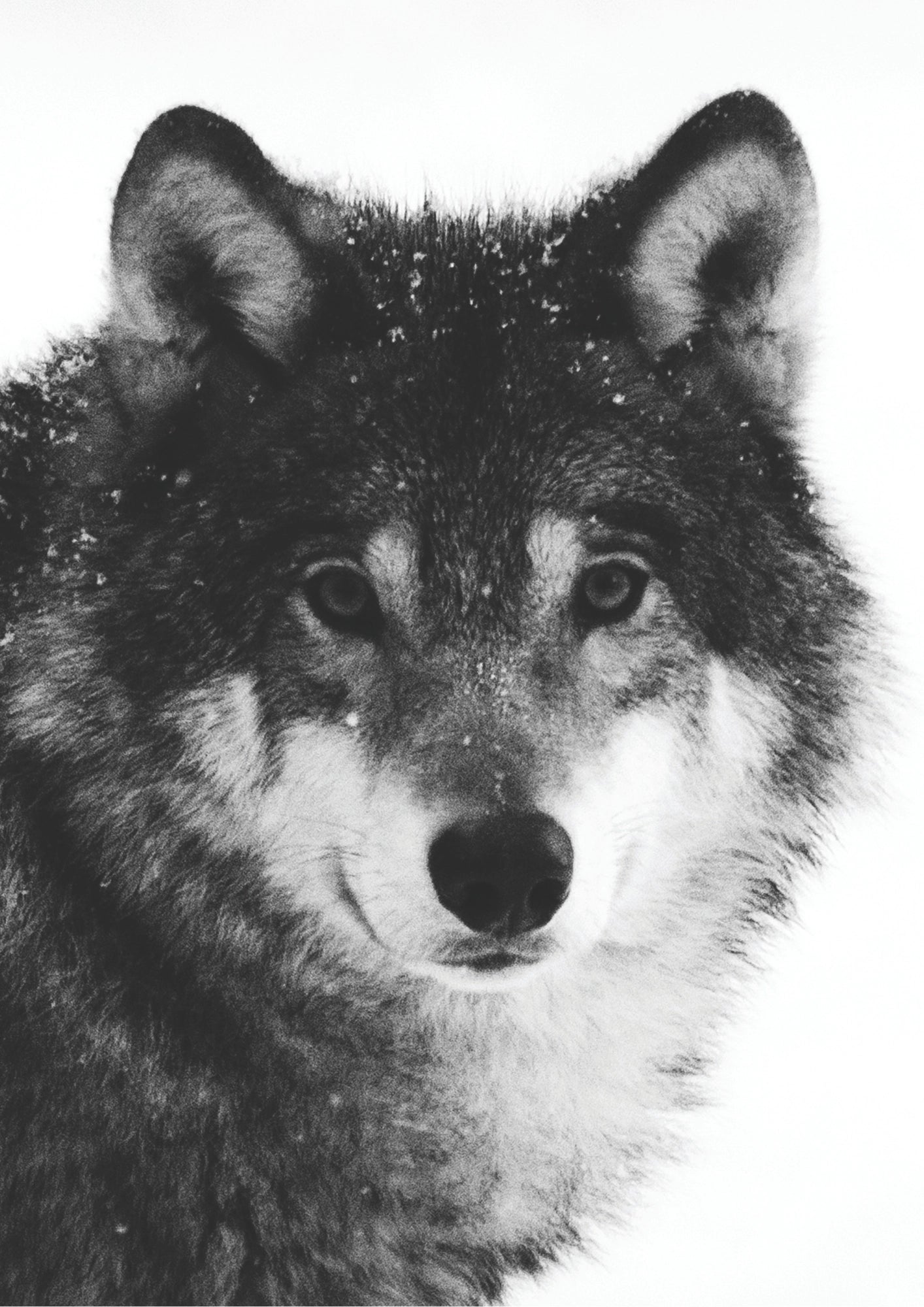 Wilk w Zimowej Ciszy Plakat