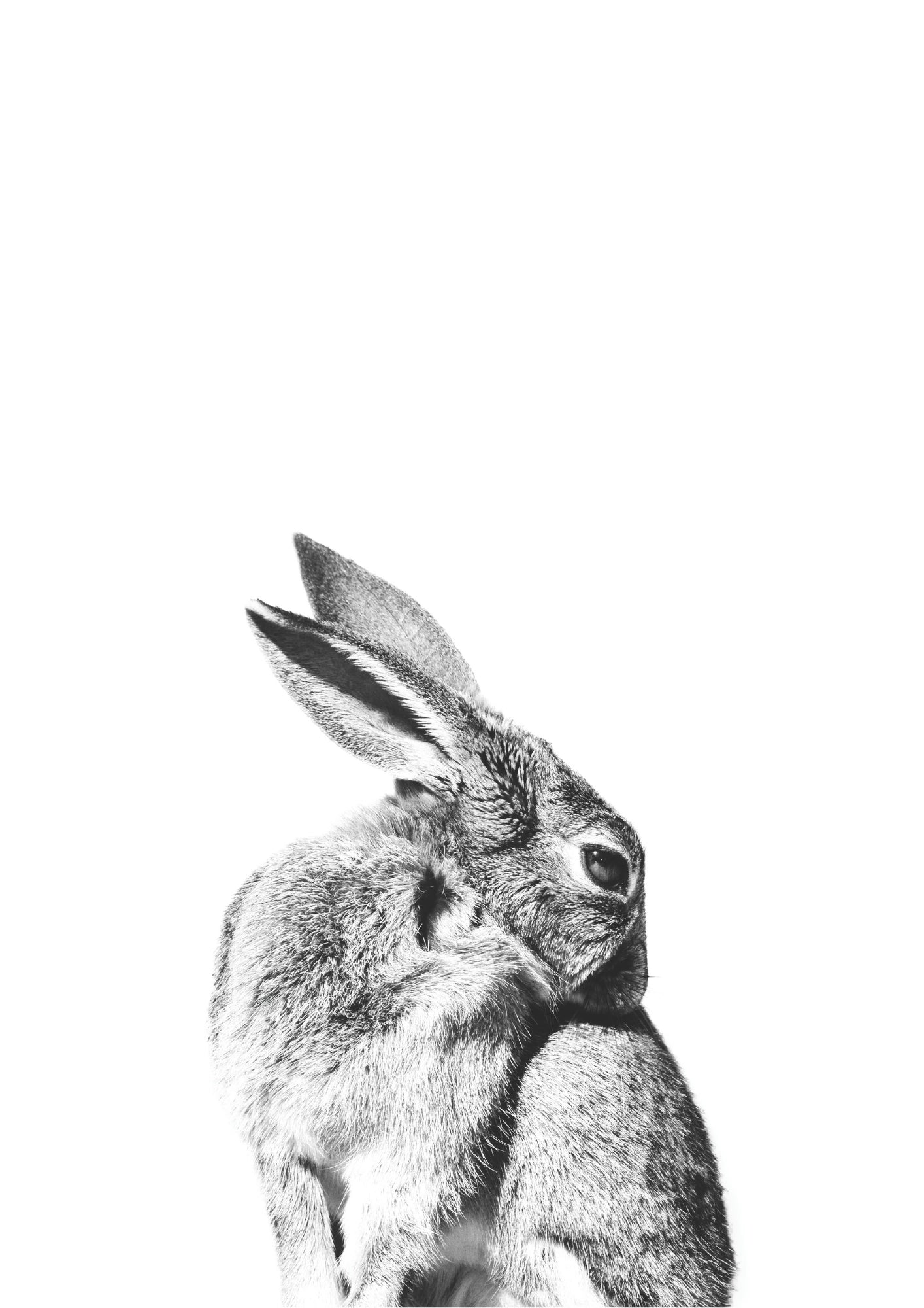 Czarno-Biały Zając Elegancji Plakat