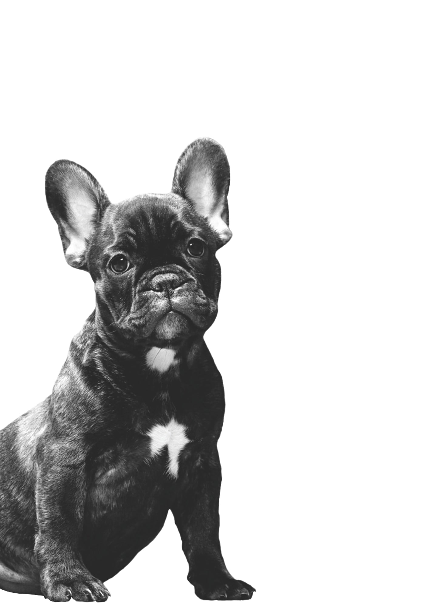 Czarujący Francuski Buldog Plakat