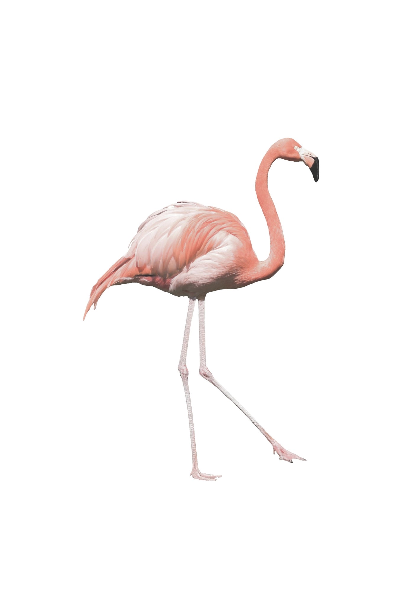 Subtelny Urok Różowego Flaminga Plakat