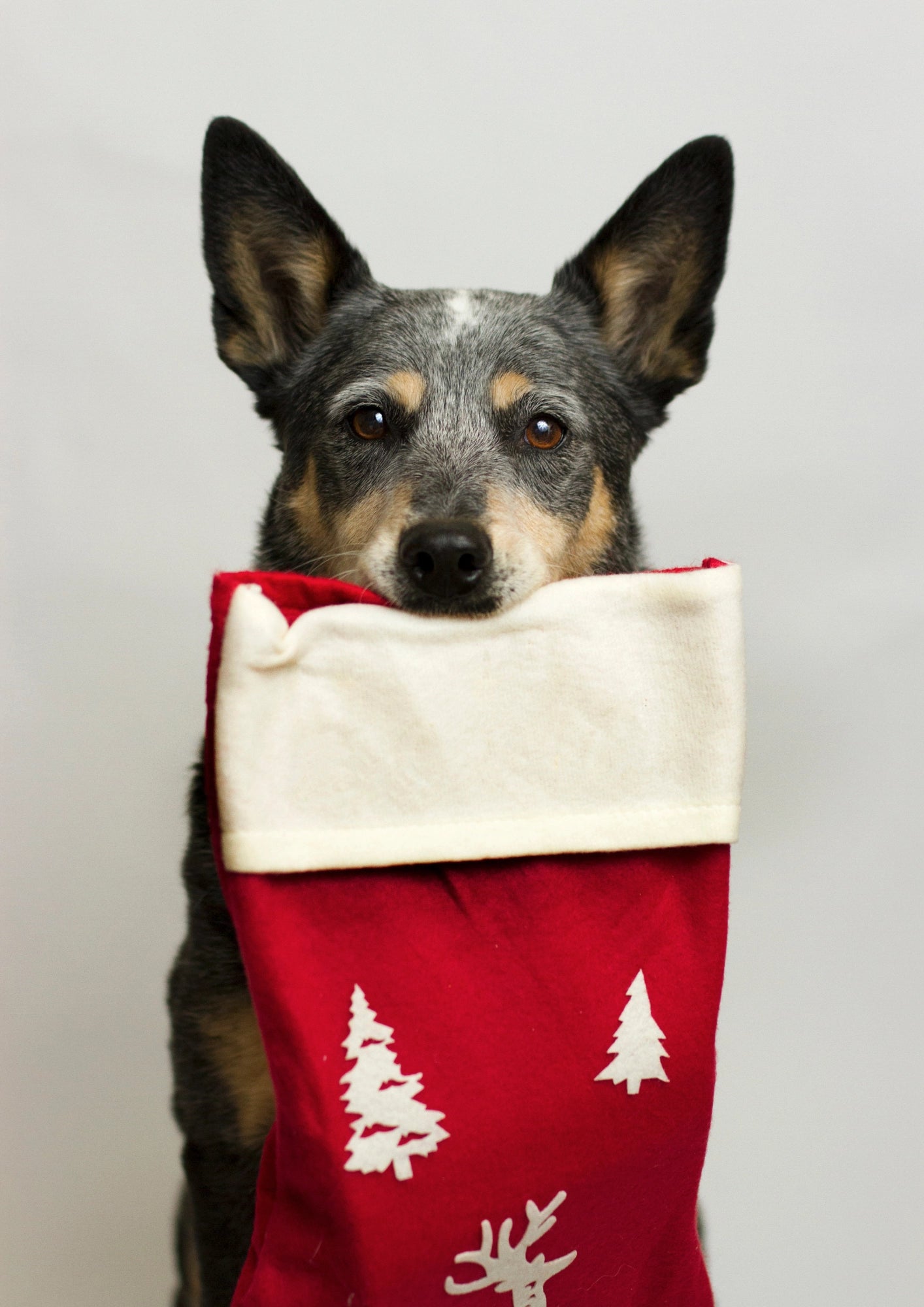 Świąteczny Pies w Czerwonej Skarpecie Plakat