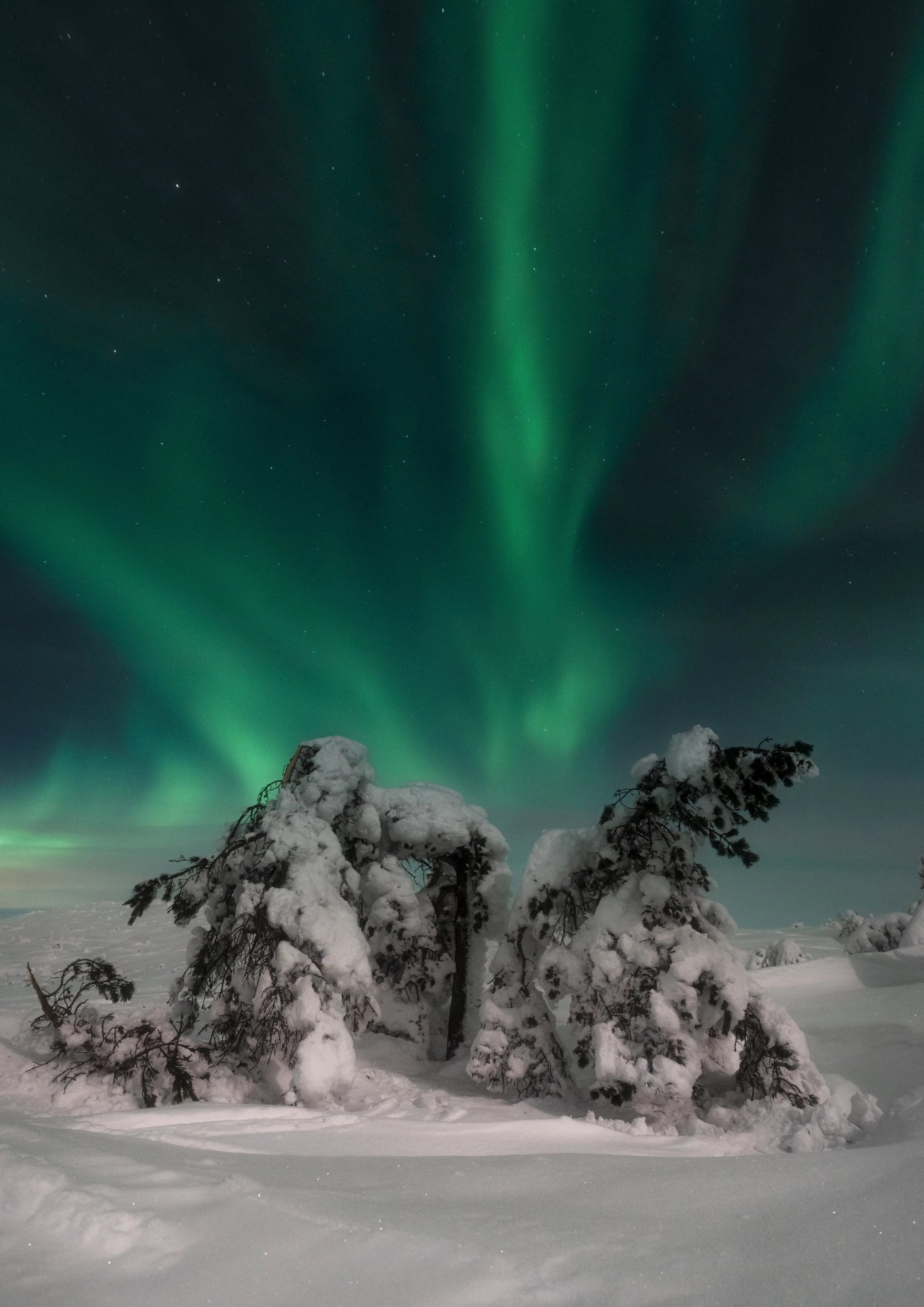 Zorza Polarna Nad Śnieżnym Lasem Plakat.