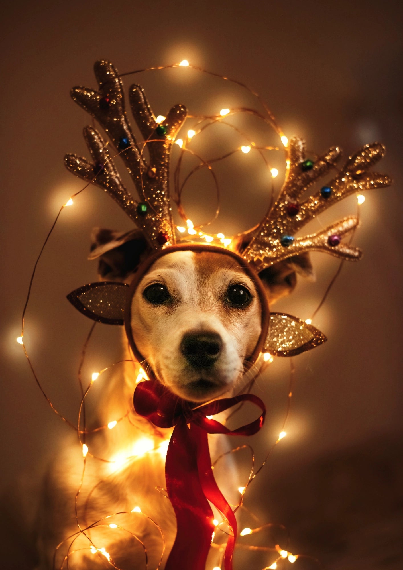 Świąteczny Piesek z Lampkami Plakat