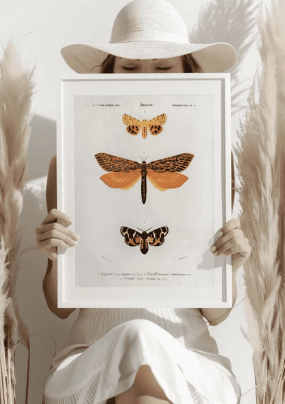 Motyle Pomarańczowe Plakat