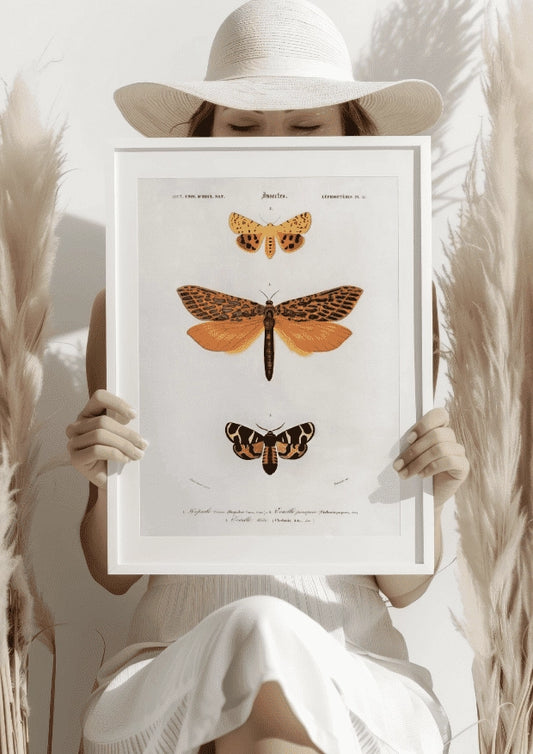 Motyle Pomarańczowe Plakat