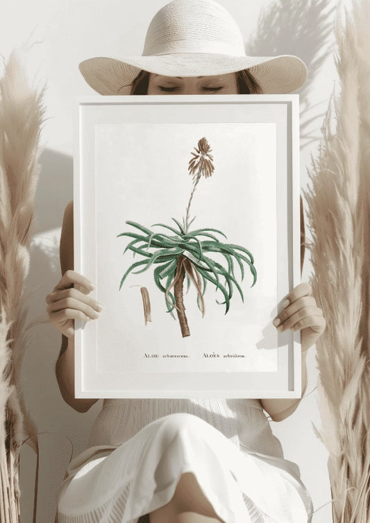 Botaniczny Plakat z Aloesem Arborescens