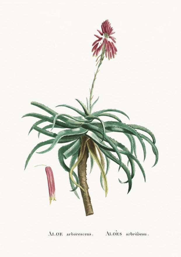 Botaniczny Plakat z Aloesem Arborescens