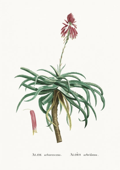 Botaniczny Plakat z Aloesem Arborescens