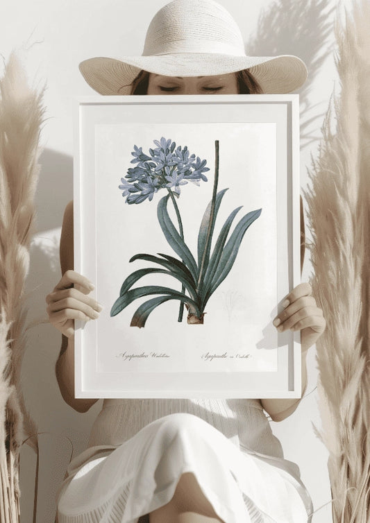 Botaniczny Plakat z Agapantusem Umbellatus