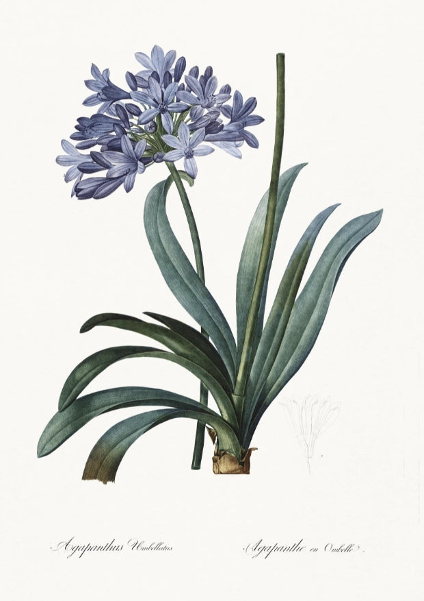Botaniczny Plakat z Agapantusem Umbellatus