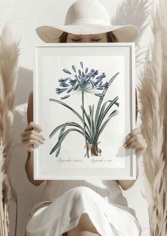 Plakat z Botanicznym Motywem Agapantusa Umbellatus