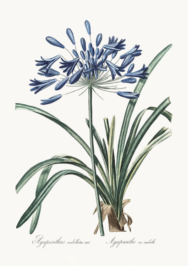 Plakat z Botanicznym Motywem Agapantusa Umbellatus