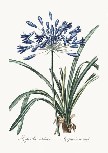 Plakat z Botanicznym Motywem Agapantusa Umbellatus