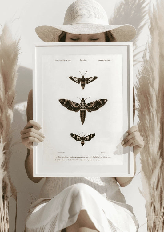 Vintage Motyle Ilustracja Plakat