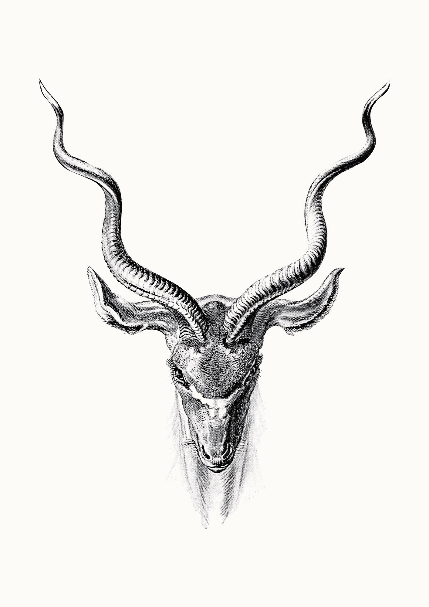 Ilustracja Antylopa z Rogami Plakat