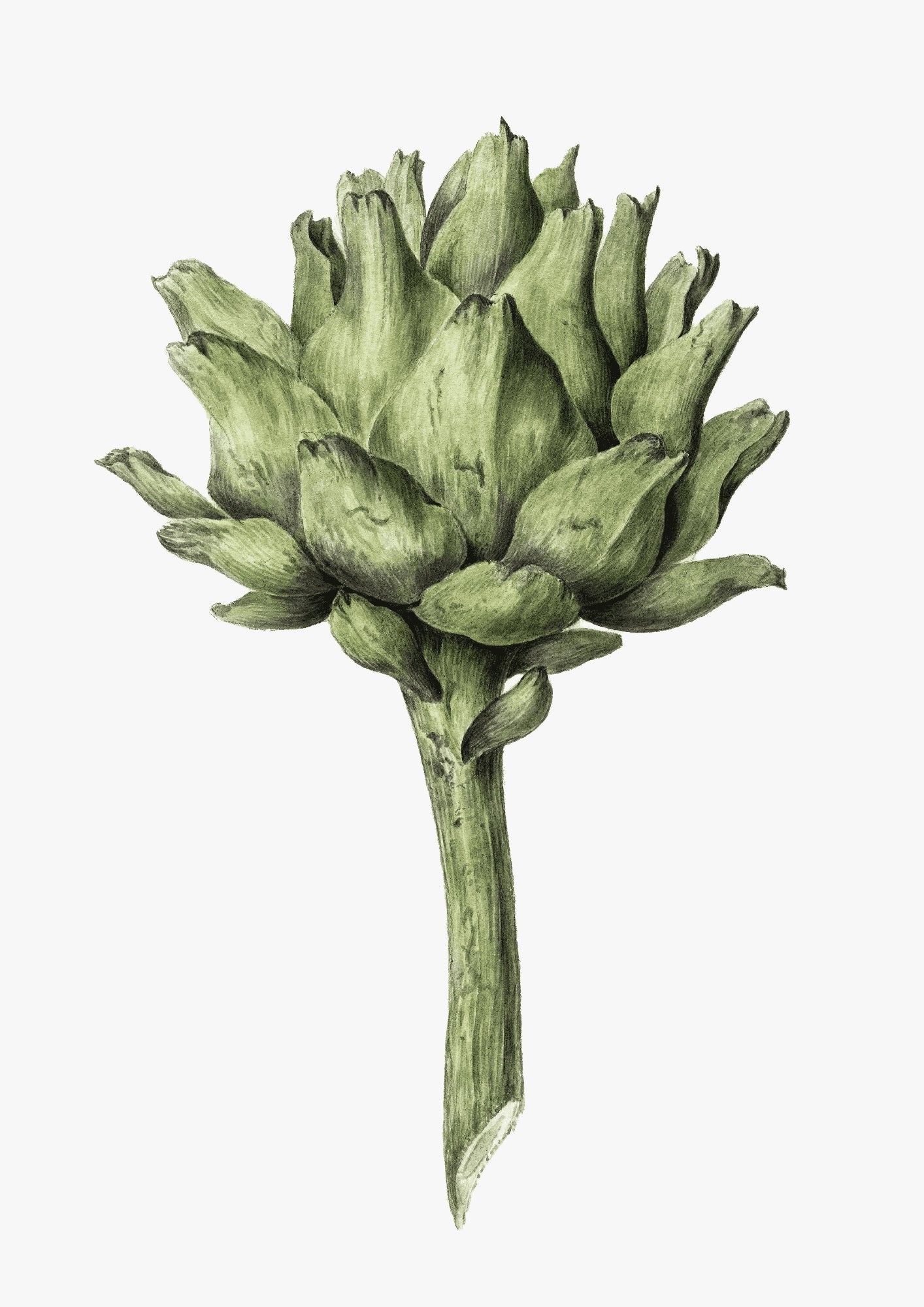 Ilustracja Karczoch Botaniczny Plakat