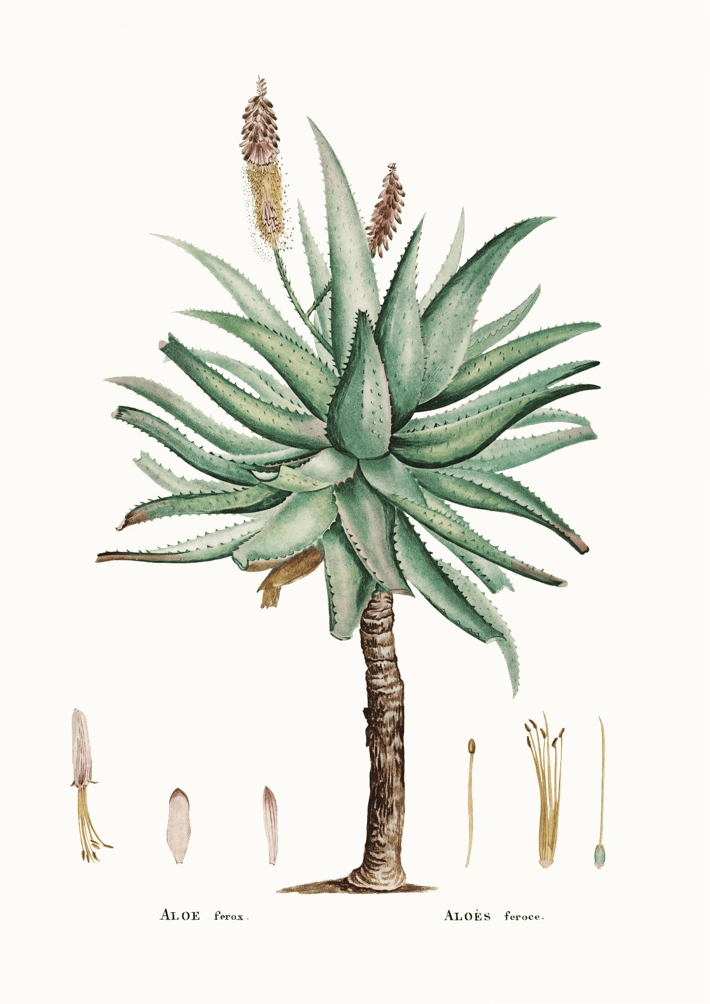 Aloes Ferox Botaniczny Plakat