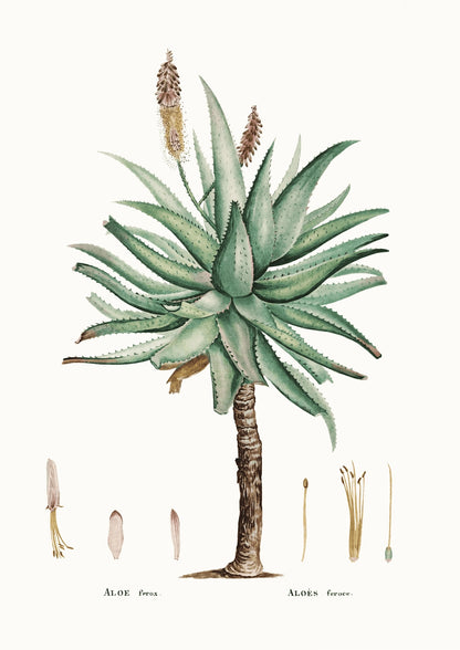Aloes Ferox Botaniczny Plakat