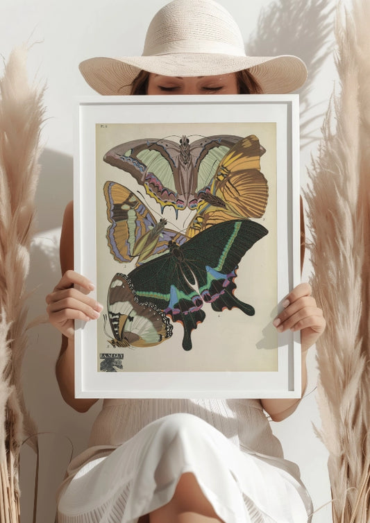 Artystyczne Motyle Kolekcja Seguy Plakat