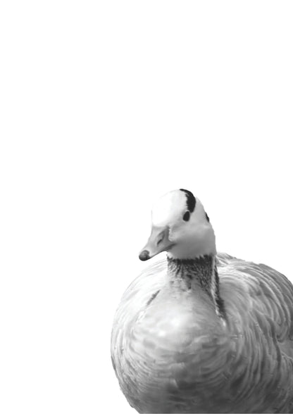 Czarno-Biały Egzotyczny Ptak Plakat